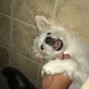 Meet your Posher, Felipe